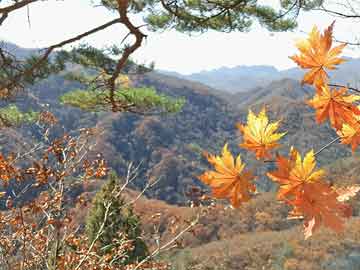 宁夏张包平最新消息